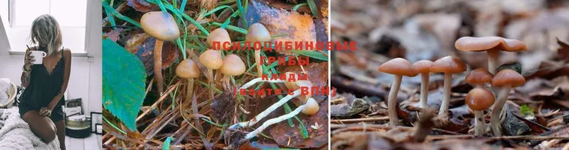 купить   Бабаево  Псилоцибиновые грибы Psilocybine cubensis 